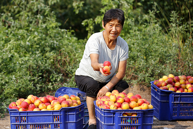 满城区林果大丰收